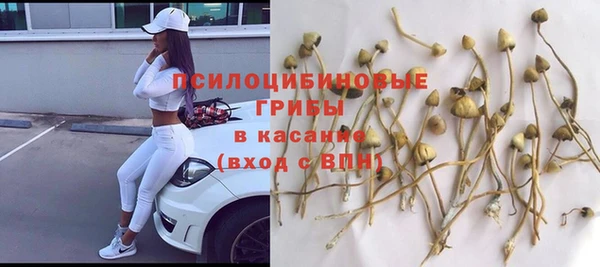 прущие грибы Медвежьегорск
